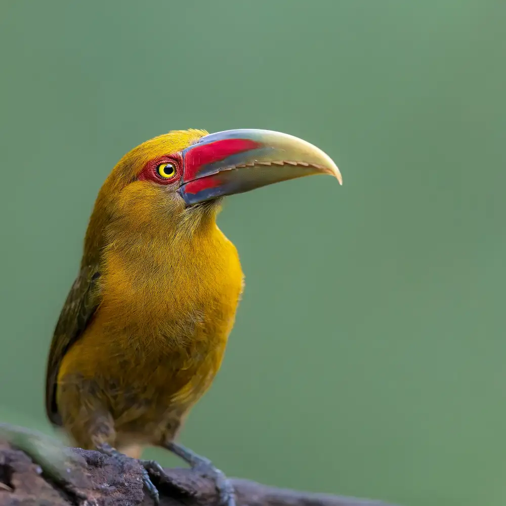 NOTO, DI GENNARO: Saffron Toucanet
