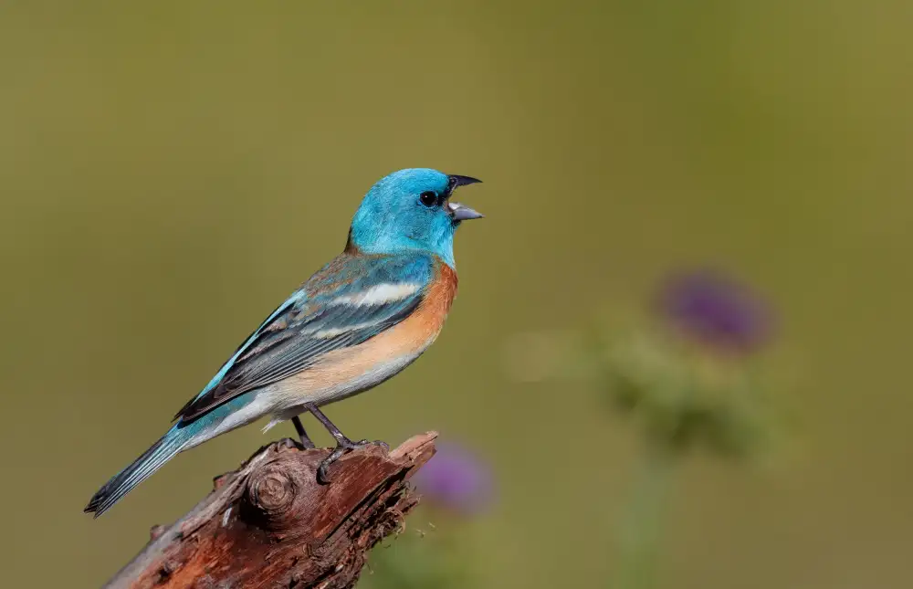 Huang, Johnson: Singing Lazuli Bunting