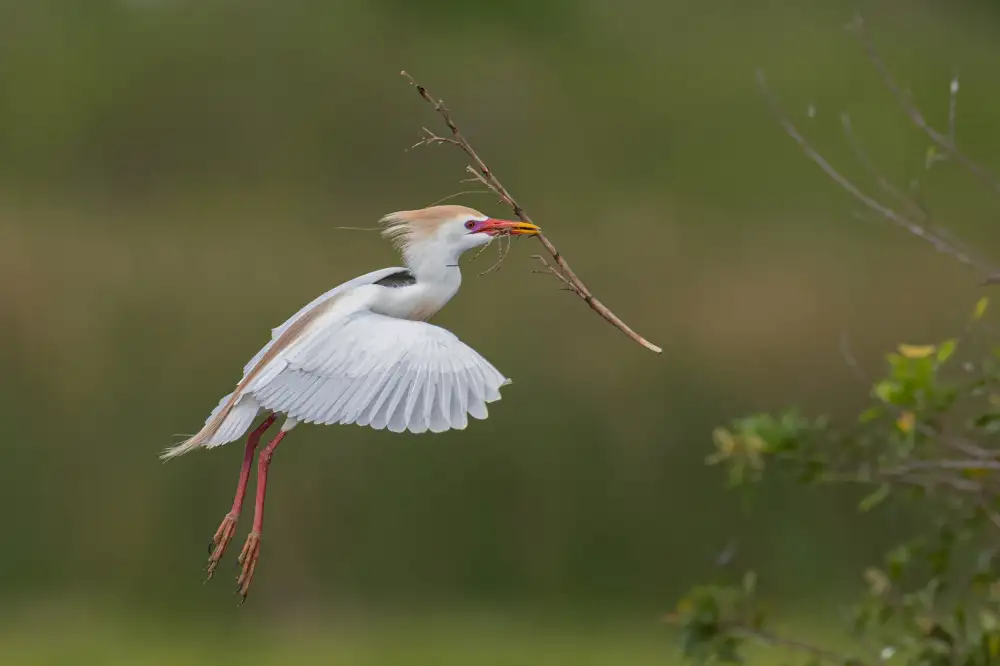 Wang, Max: Cattle Egret