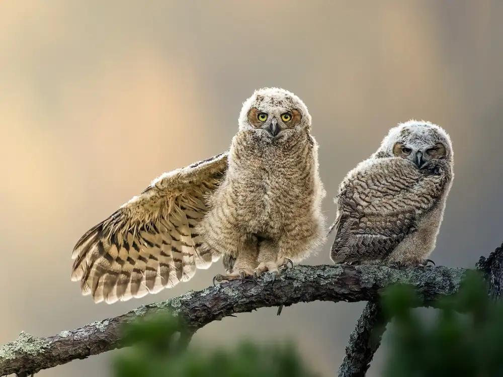 (吉星高照), Taksing: little owl at dusk