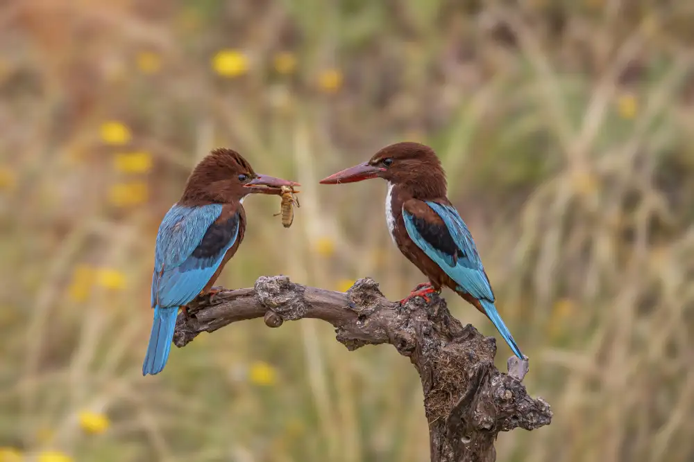 ilan: kingfisher