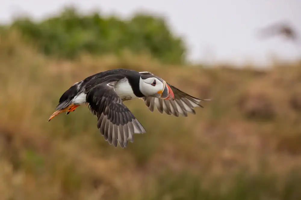 Simone, De Ciro: Puffin