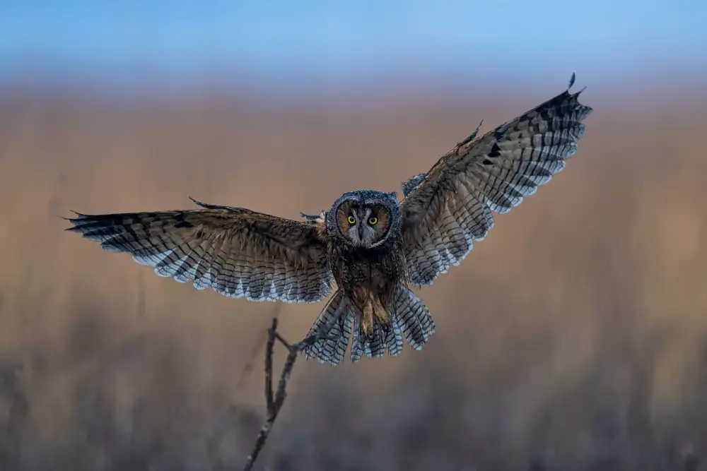 Wang, Max: Long-eared owl