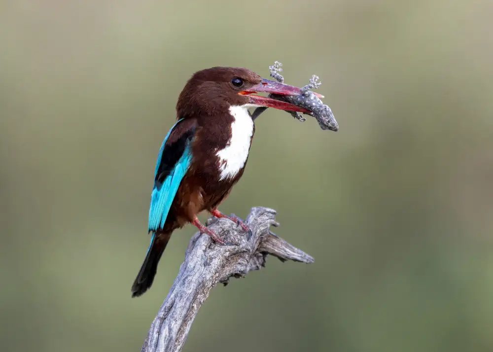 Amer, Eyal: White-throated Kingfisher