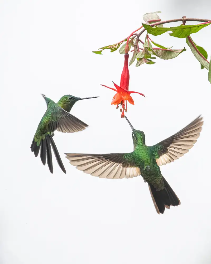 Wei, and Siyu: Deux colibris devant une fleur