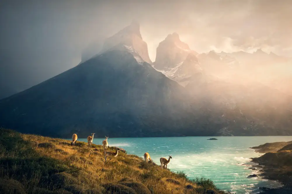 Zhang, Dennis: Alpaca at Torres de Paine