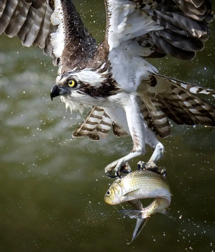 Huang, Tao: Osprey