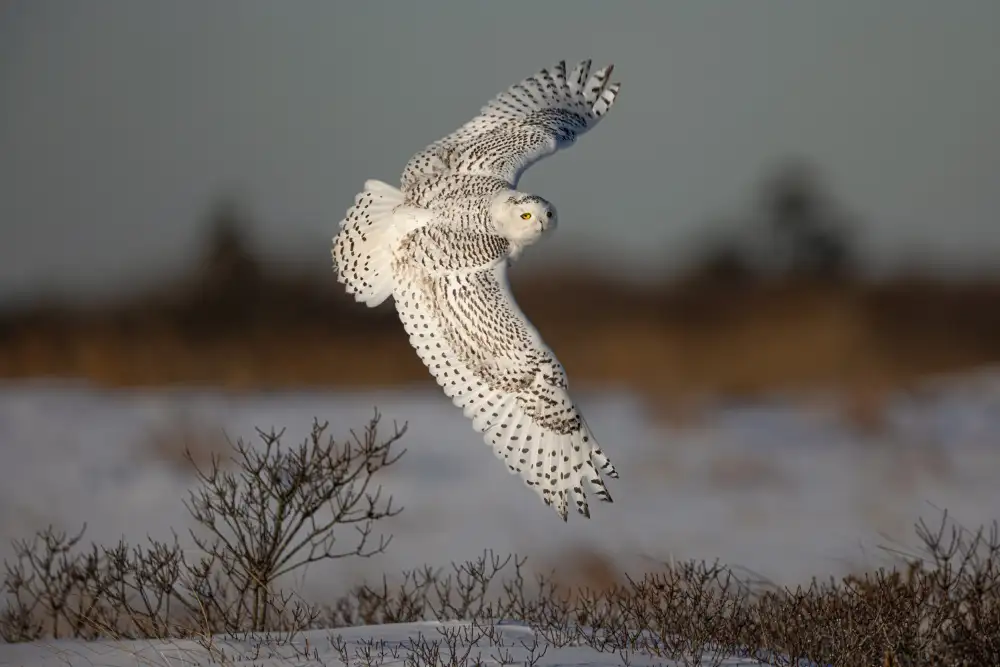 Wang, Max: Snowy Owl