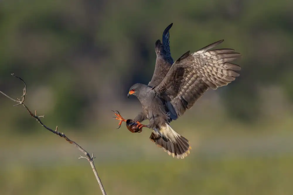 Wang, Max: Snail kite II