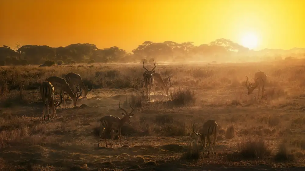 Joanaduenas: African atmosphere at sunset  A734493