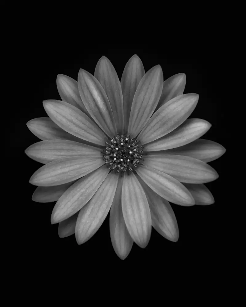 Grønkjær, Lotte: Osteospermum