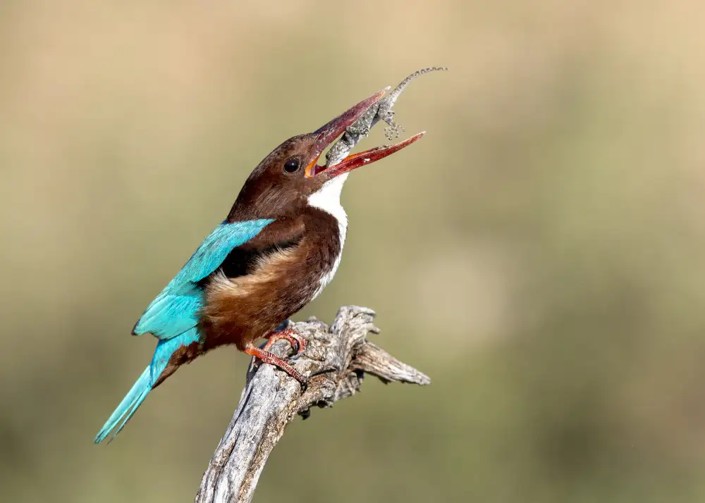 Amer, Eyal: Wild nature