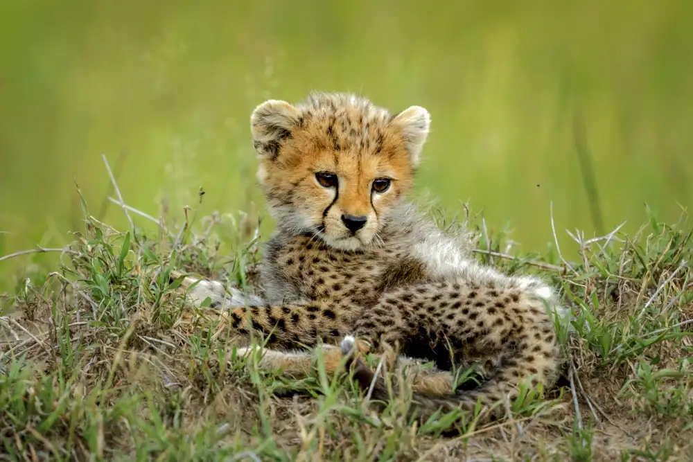 Roshkumar: Cute Cheetah Cub...
