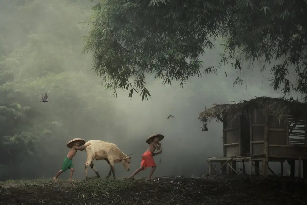 Herliyanto, Gatot: Herding Cow