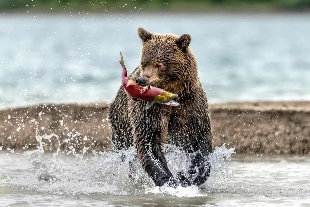 DAmico, Giuseppe: Fishing and running
