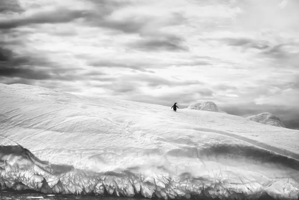 Groleau, Michel: Alone in its world