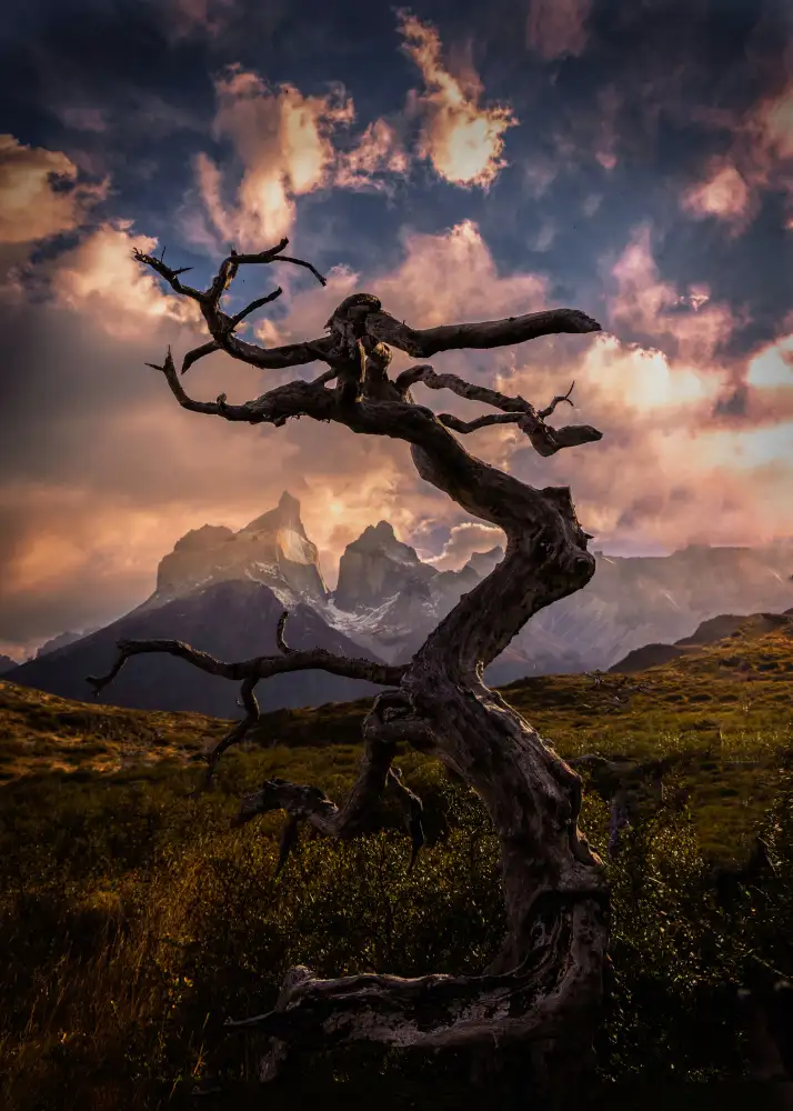 Zhang, Dennis: Dead Tree