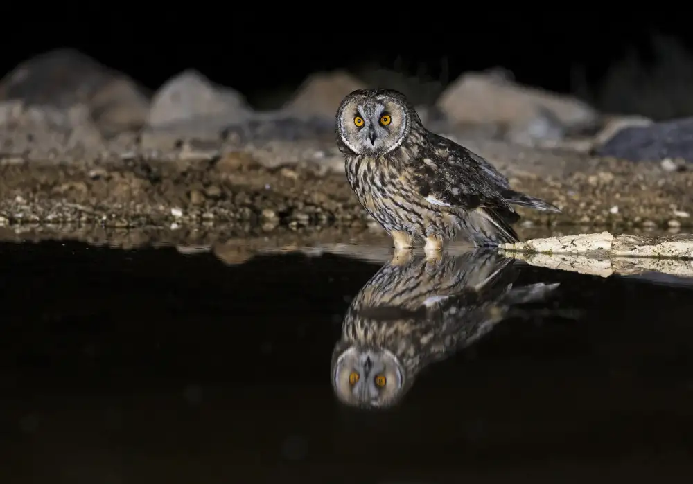 Waldmann, Shlomo: Hibou des marais dans un verre