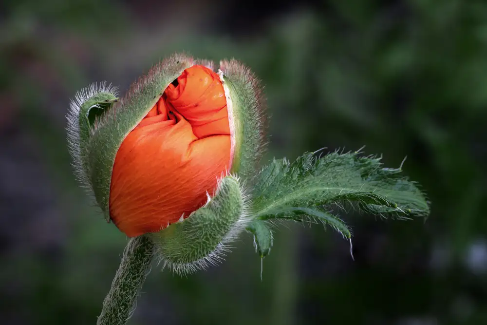 Zimmermann, Urs: papaver oriental
