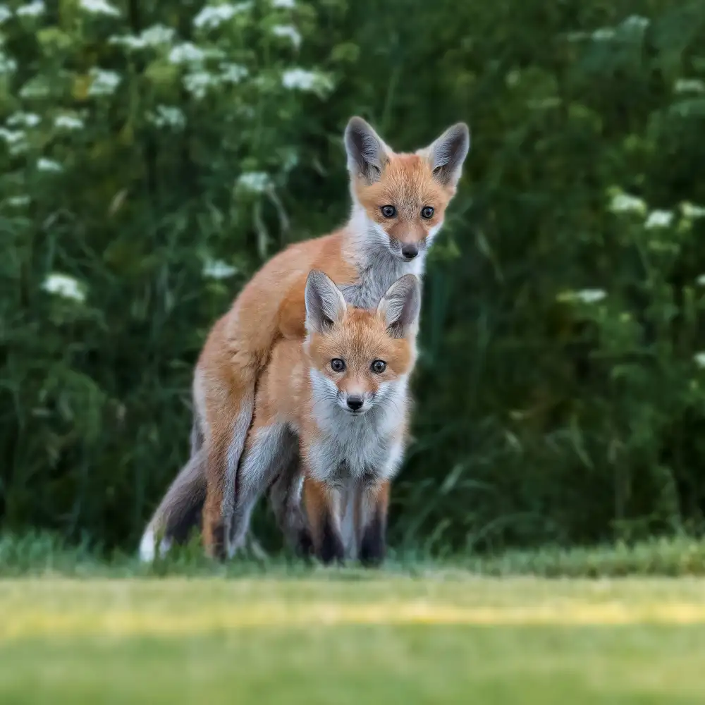(吉星高照), Taksing: happy little fox