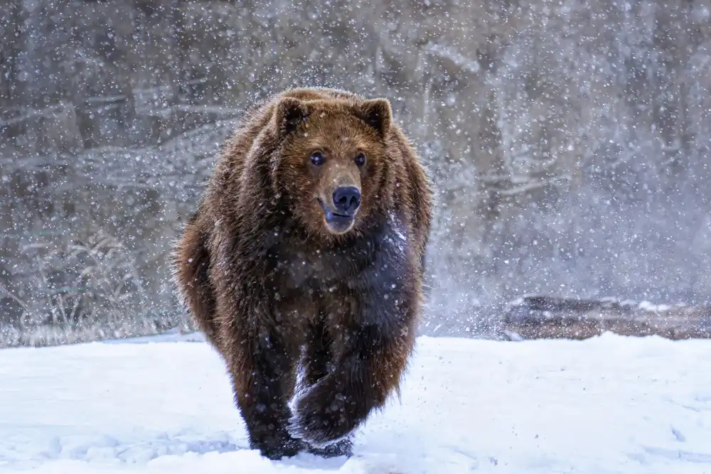 Tang, D. Lisa: Trab im Schnee