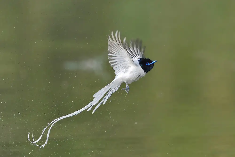 Lam, Gavin: Asijský ráj Flycatcher