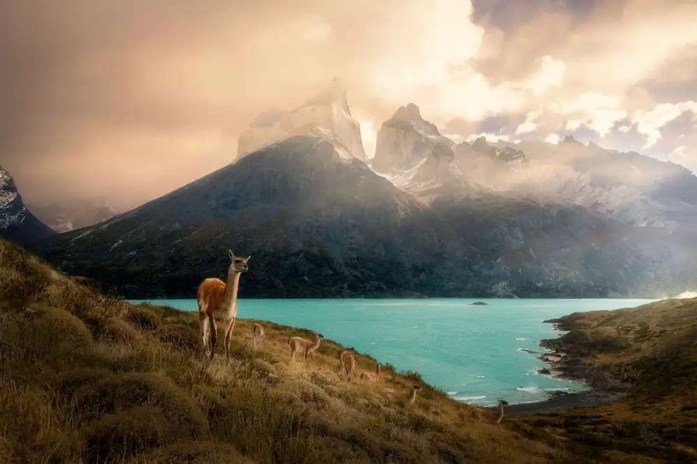 Zhang, Dennis: Alpaca at Torres del Paine II