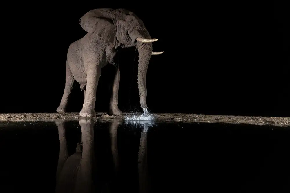 Catta, Alessandro: Night Drink