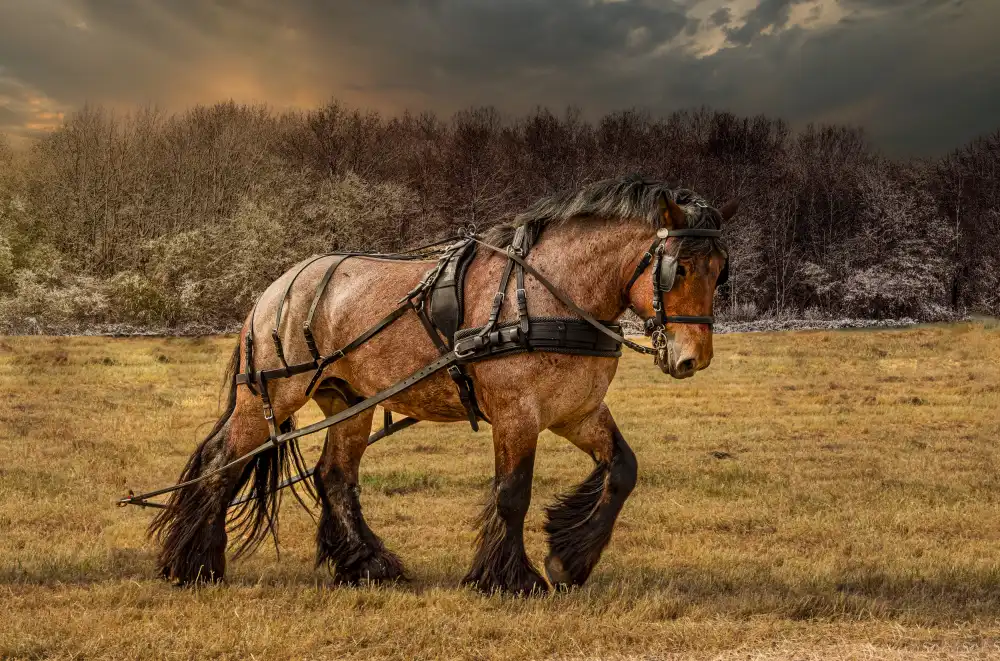 Philippe, Laruelle: Cavallo VI