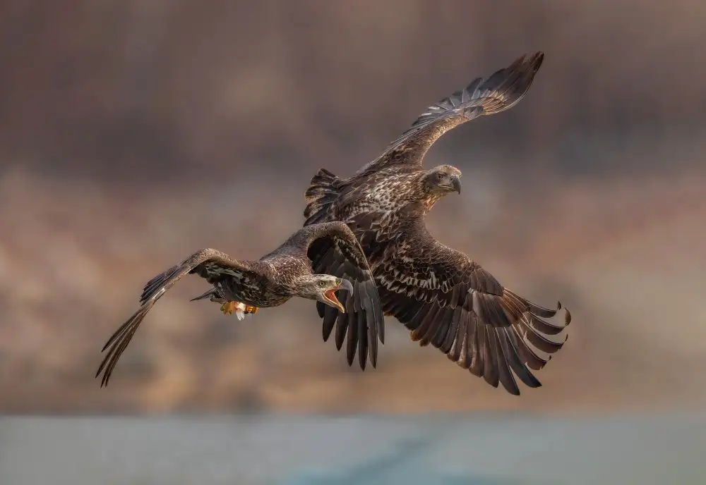 Huang, Tao: Eagles playing