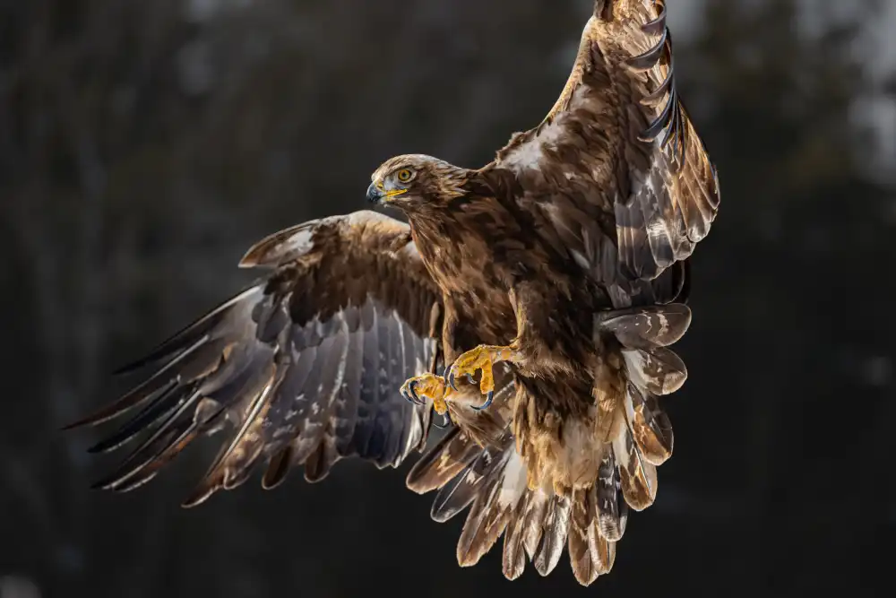 Chen, Davidhx: The golden eagle soared on its wings