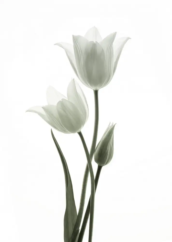 Wang, Ada: tulipány