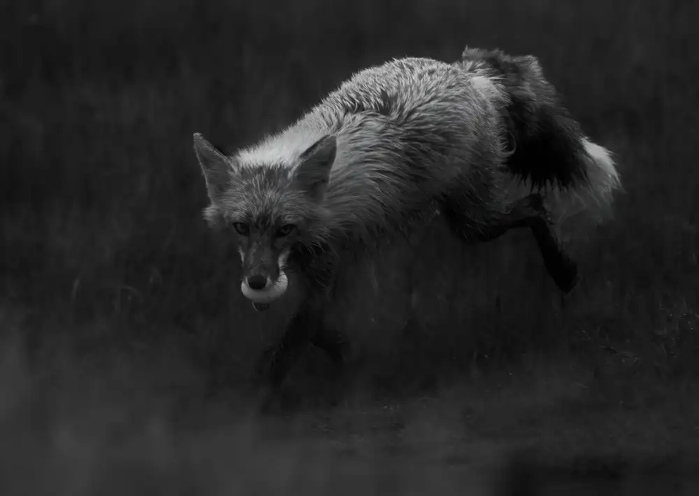 Huang, Johnson: fox with an egg