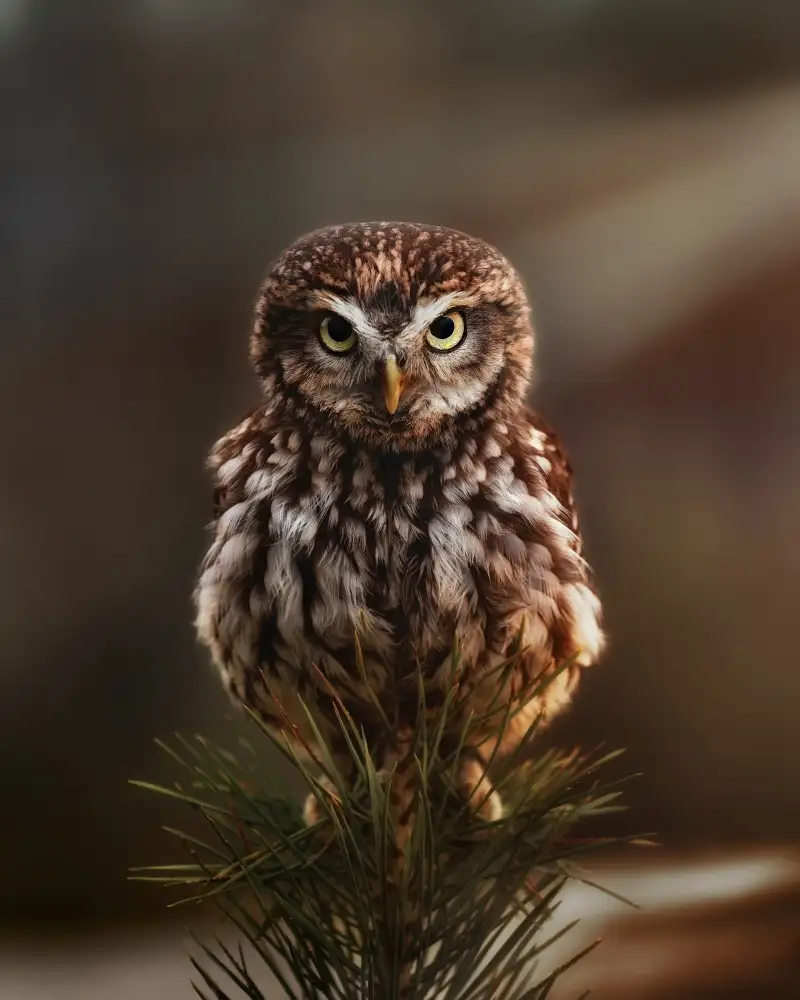 Firešová, Michaela: Stern look