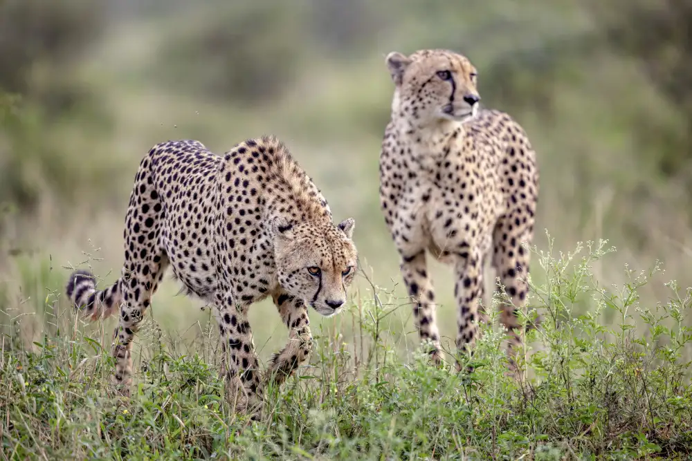 Catta, Alessandro: Brothers in Hunt