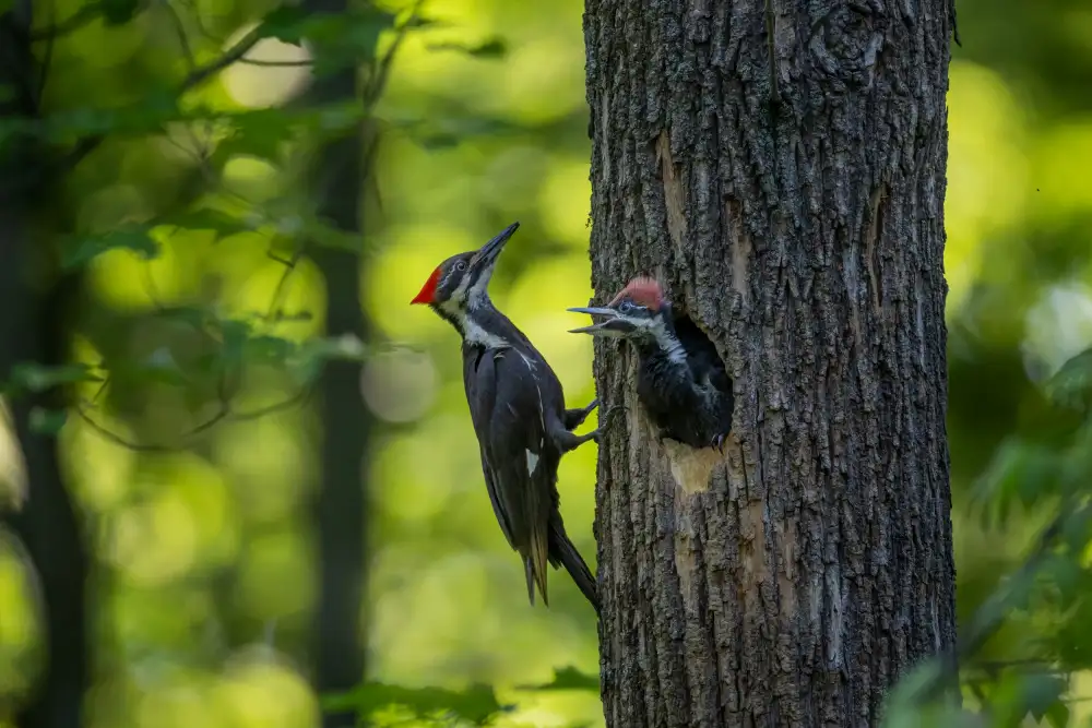 Wang, Max: Pileated Woodpecker