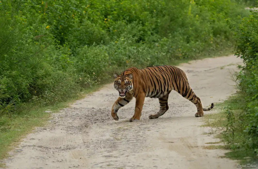Dhesi, Rajat: Esci dalla mia foresta!!