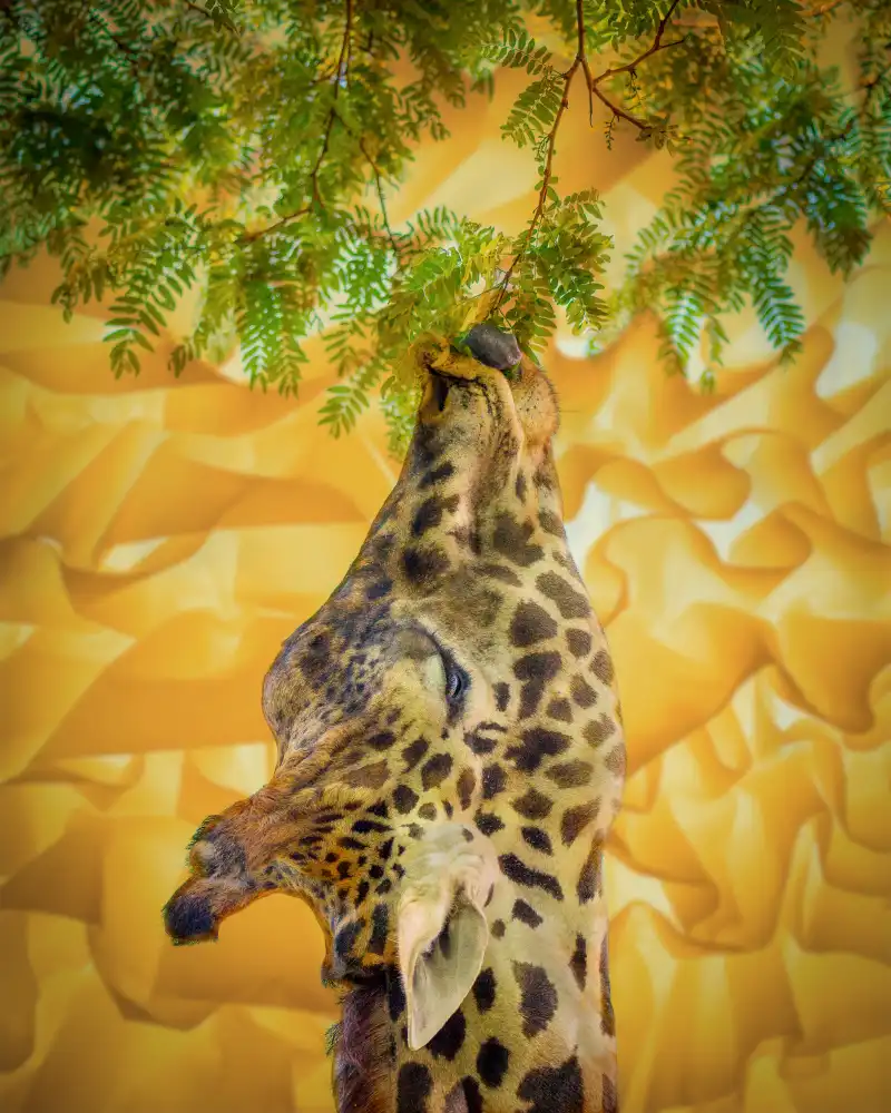 Esposito, Ed: Giraffe at the Zoo