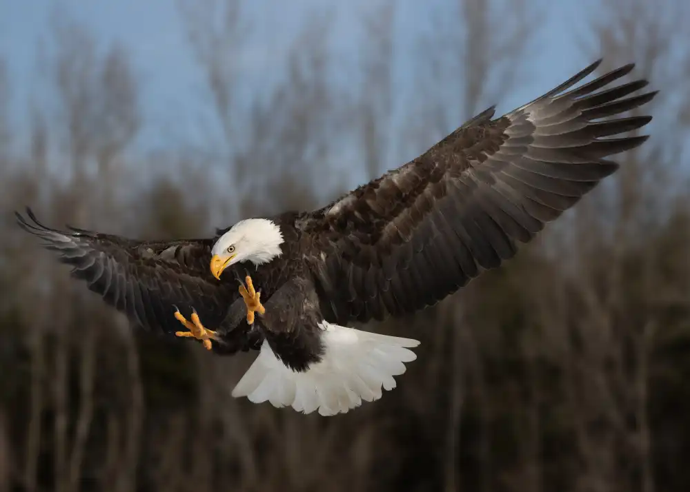 Chen, Davidhx: American bald eagle