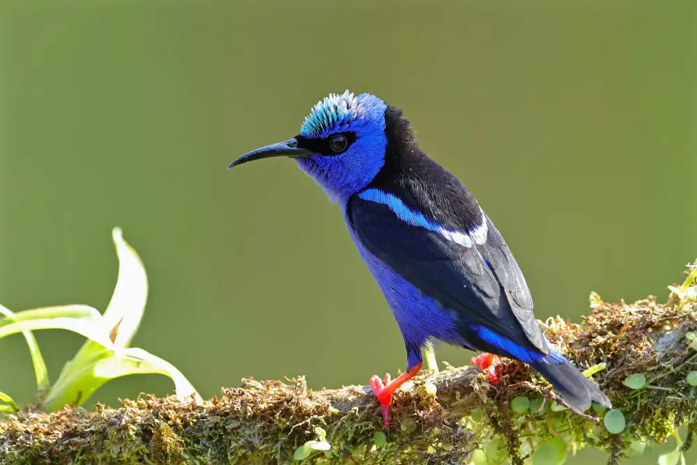 Lam, Gavin: Honeycreeper červenonohý