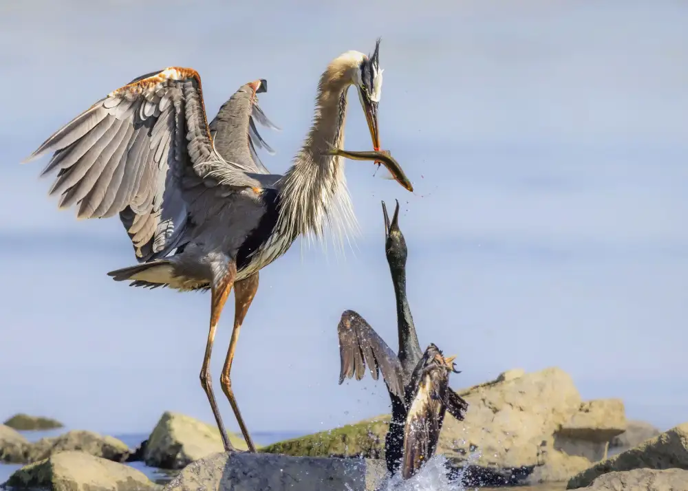 Gu, Zeren: The Heron & Cormorant