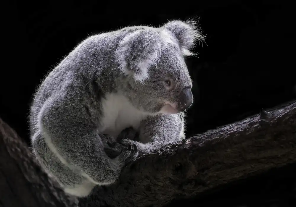 Tjandra, C.S.: Koala