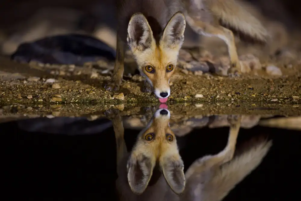 Manusevich, David: Renard