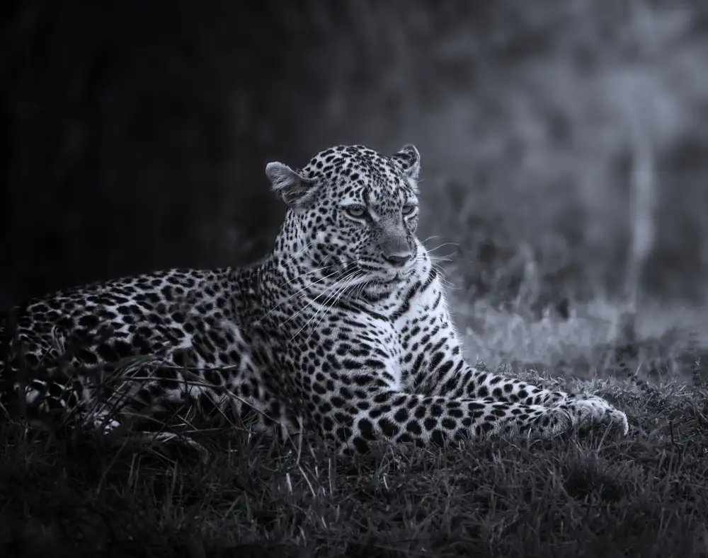 Joanaduenas: Pantera Pardus or leopard 2 7R47463BN