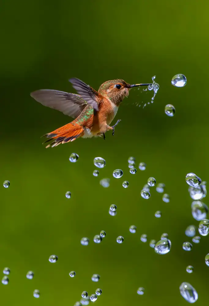 Huang, Johnson: hummingbird