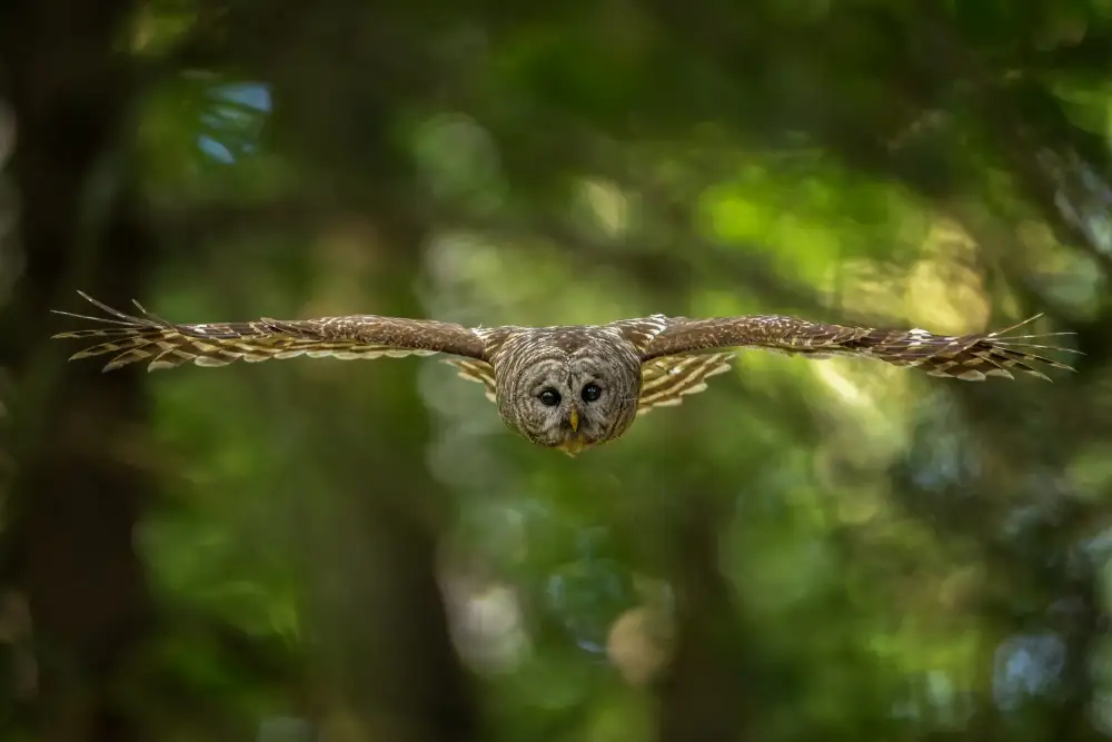 Wang, Max: Barred Owl