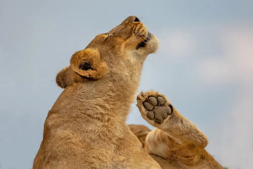 Catta, Alessandro: Scratching Time