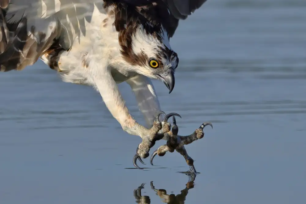Lam, Gavin: Osprey v lovu