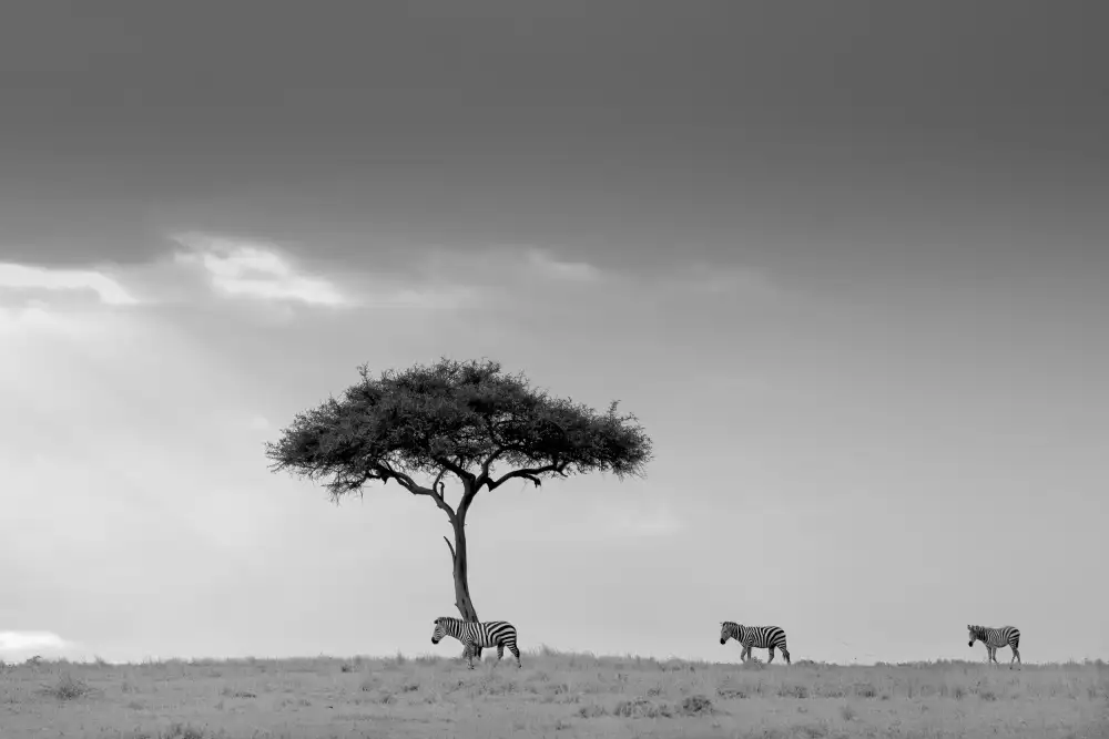 LI, MIN: Cebra y árbol