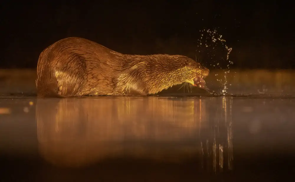 LI, MIN: Nutria